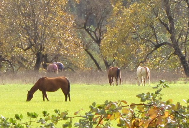 horses in the fall